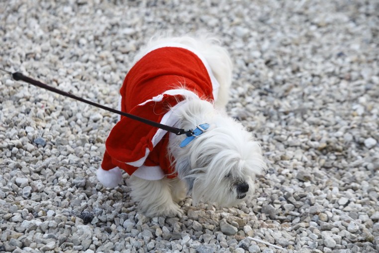 Fun Walk With Santa